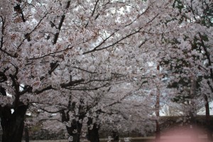 IMG_0052