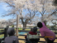 お花見